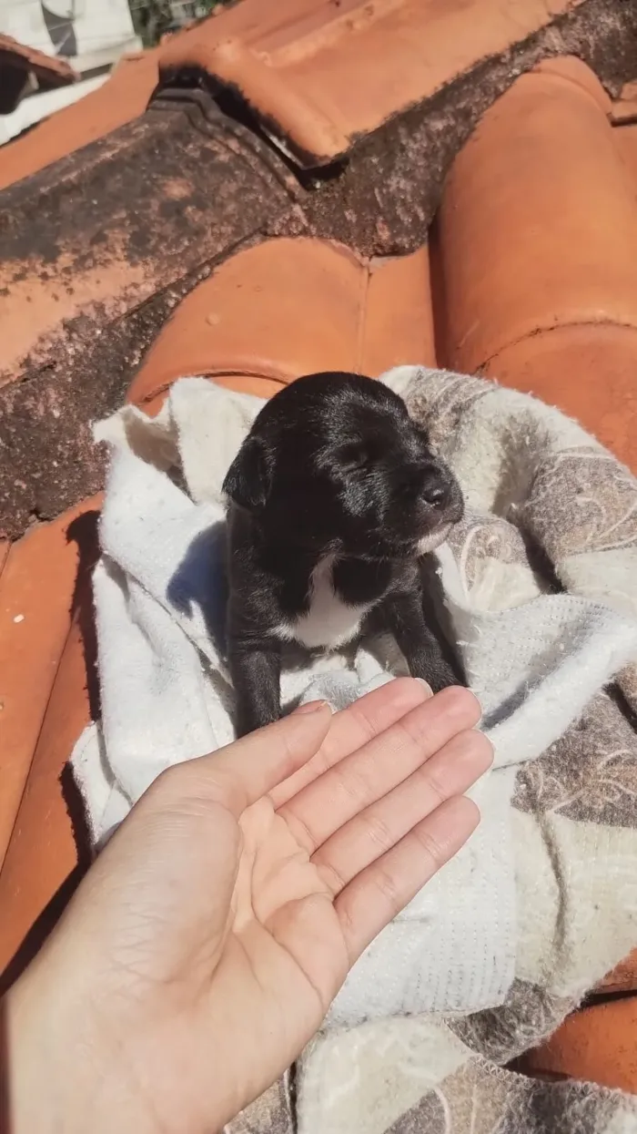 Cachorro raça SRD-ViraLata idade Abaixo de 2 meses nome Pretinho(ou como desejar)