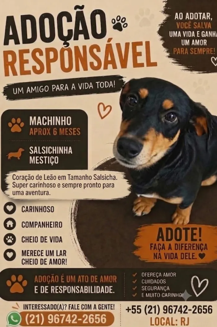 Cachorro raça SRD-ViraLata idade 2 a 6 meses nome bob