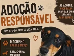 Cachorro raça SRD-ViraLata idade 2 a 6 meses nome bob