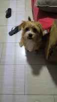 Koda