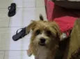 Koda