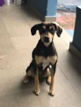 Maya