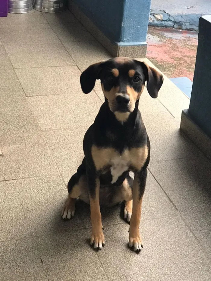 Cachorro raça SRD-ViraLata idade 1 ano nome Maya