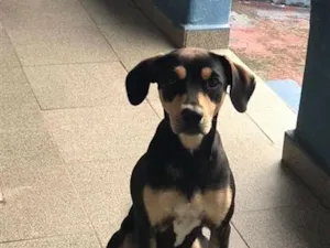 Cachorro raça SRD-ViraLata idade 1 ano nome Maya