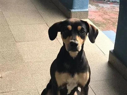 Cachorro raça SRD-ViraLata idade 1 ano nome Maya
