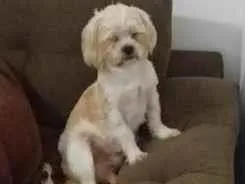 Cachorro raça SRD-ViraLata idade 1 ano nome Frederico