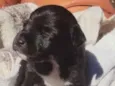Pretinho(ou como desejar)