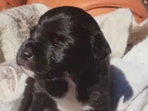 Cachorro raça SRD-ViraLata idade Abaixo de 2 meses nome Pretinho(ou como desejar)