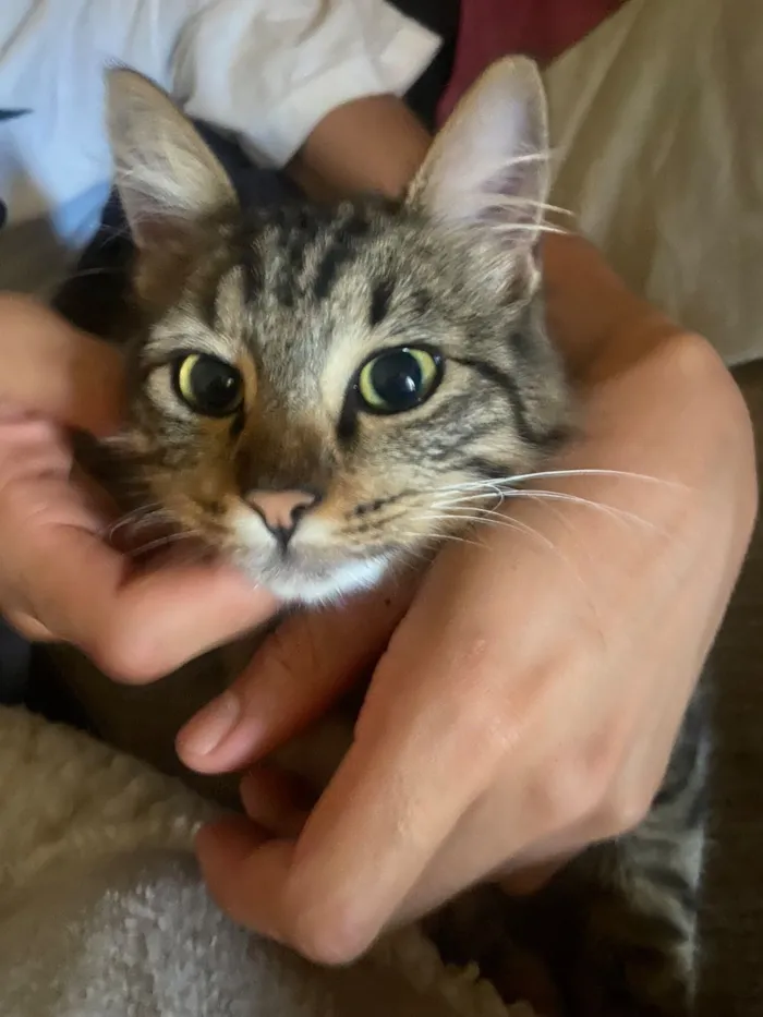 Gato raça SRD-ViraLata idade 7 a 11 meses nome Michael