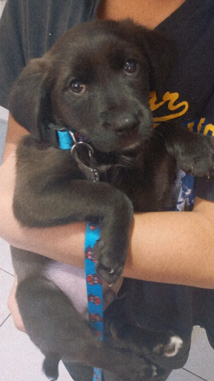 Cachorro raça SRD-ViraLata idade 2 a 6 meses nome Thor
