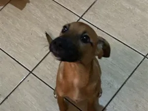 Cachorro raça SRD-ViraLata idade 7 a 11 meses nome zoe