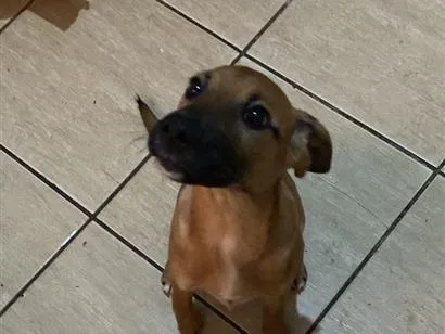 Cachorro raça SRD-ViraLata idade 7 a 11 meses nome zoe