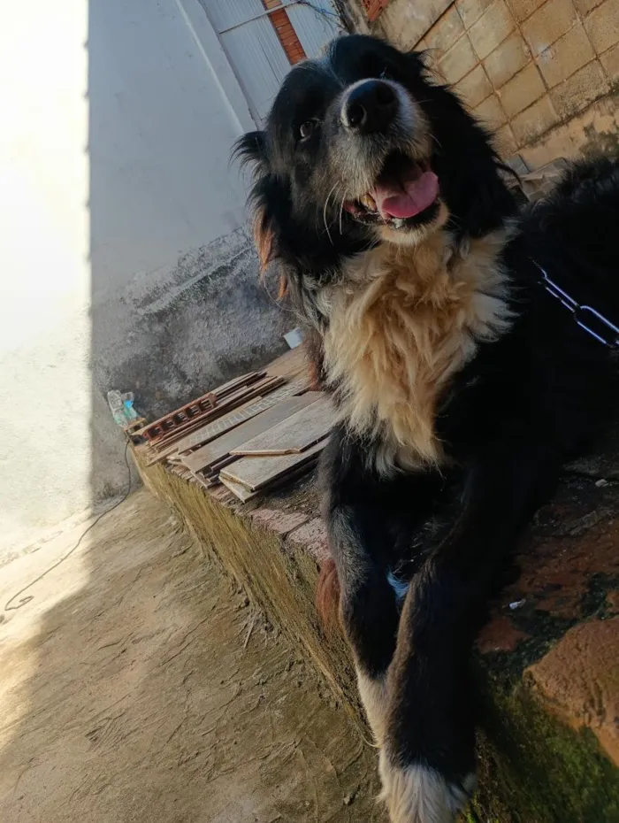 Cachorro raça Pastor Alemão idade 3 anos nome Thor - Border Collie
