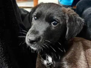 Cachorro raça SRD-ViraLata idade 2 a 6 meses nome Thor