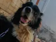 Thor - Border Collie