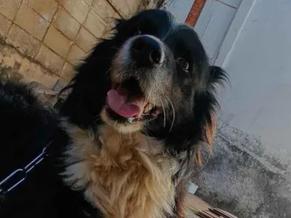 Cachorro raça Pastor Alemão idade 3 anos nome Thor - Border Collie