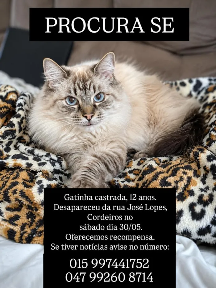Gato raça Siamês idade 6 ou mais anos nome Sophie