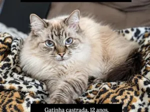 Gato raça Siamês idade 6 ou mais anos nome Sophie