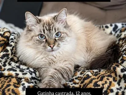 Gato raça Siamês idade 6 ou mais anos nome Sophie
