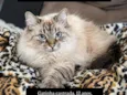 Sophie
