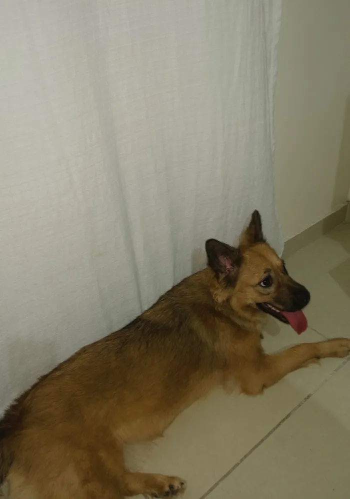 Cachorro raça SRD-ViraLata idade 1 ano nome Suzy Suzuka Maria