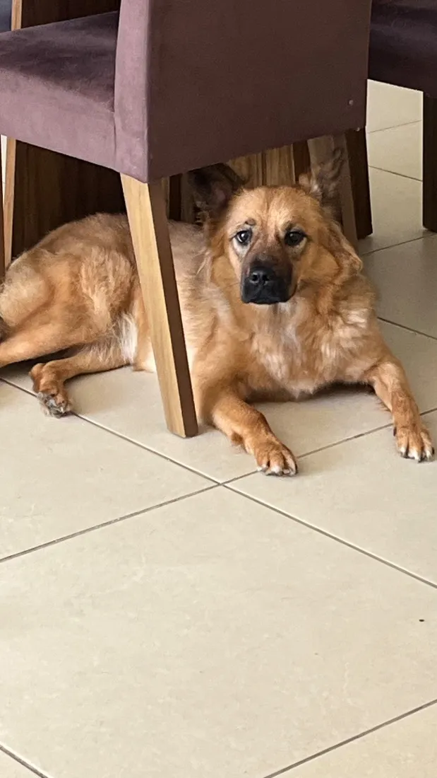 Cachorro raça SRD-ViraLata idade 1 ano nome Suzy Suzuka Maria