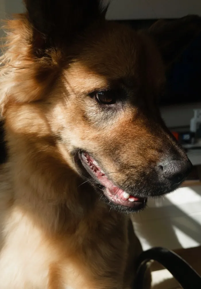 Cachorro raça SRD-ViraLata idade 1 ano nome Suzy Suzuka Maria
