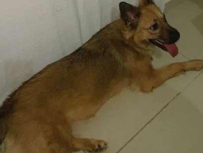 Cachorro raça SRD-ViraLata idade 1 ano nome Suzy Suzuka Maria