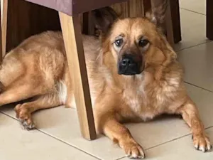 Cachorro raça SRD-ViraLata idade 1 ano nome Suzy Suzuka Maria