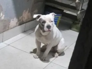 Cachorro raça Pit-Bull idade 3 anos nome Abukar