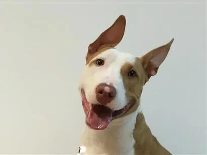 Cachorro raça SRD-ViraLata idade 6 ou mais anos nome Pipe