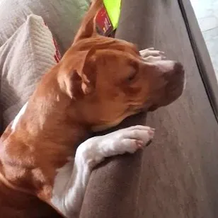 Cachorro raça Pit-Bull idade 1 ano nome Miia