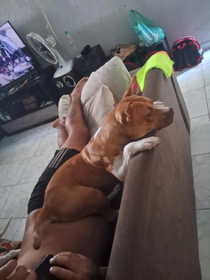 Cachorro raça Pit-Bull idade 1 ano nome Miia