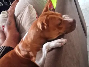 Cachorro raça Pit-Bull idade 1 ano nome Miia