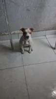 Maia