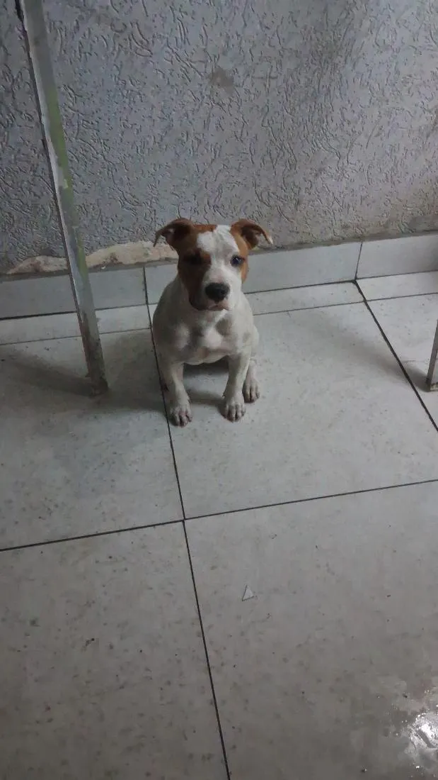 Cachorro raça Pit-Bull idade 1 ano nome Maia