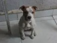 Maia