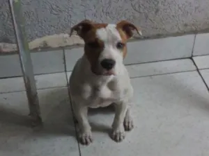 Cachorro raça Pit-Bull idade 1 ano nome Maia