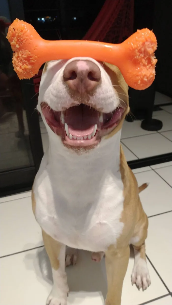 Cachorro raça SRD-ViraLata idade 6 ou mais anos nome Pipe