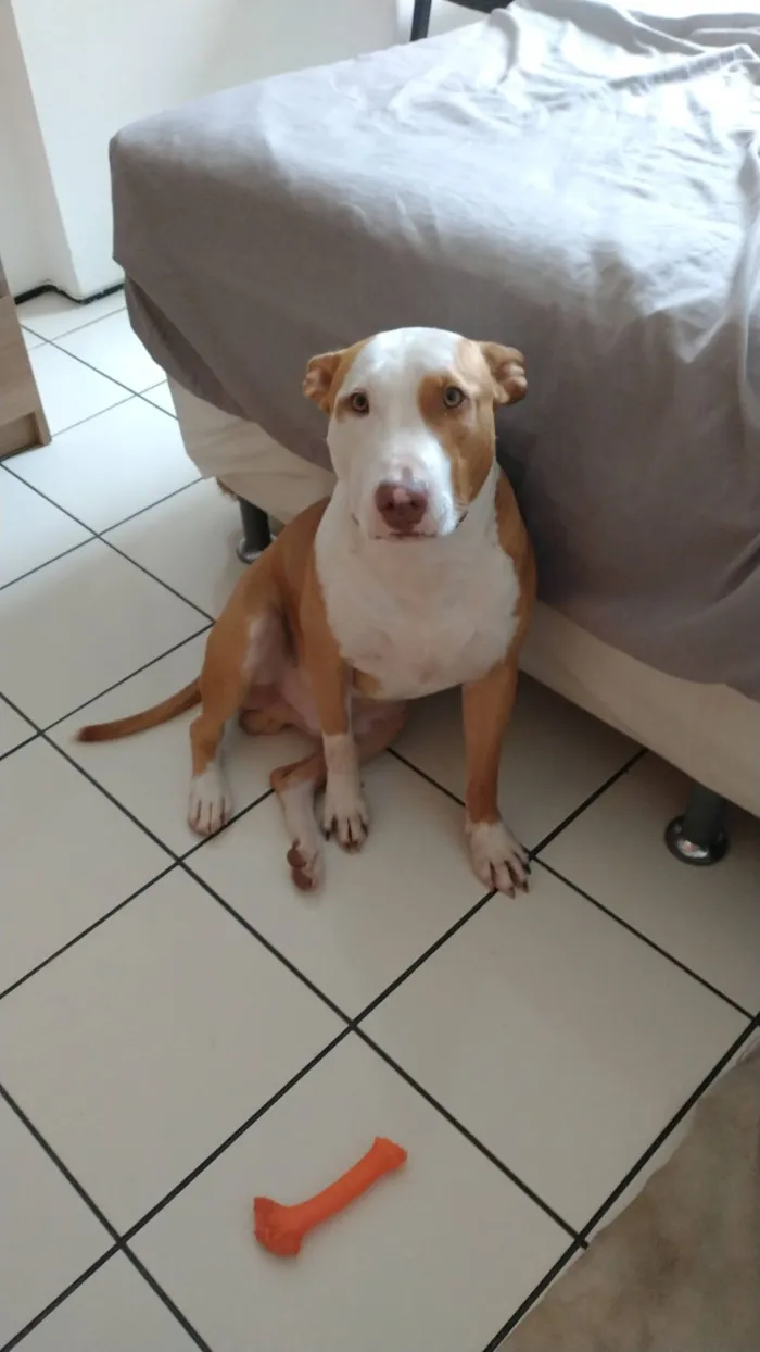 Cachorro raça SRD-ViraLata idade 6 ou mais anos nome Pipe