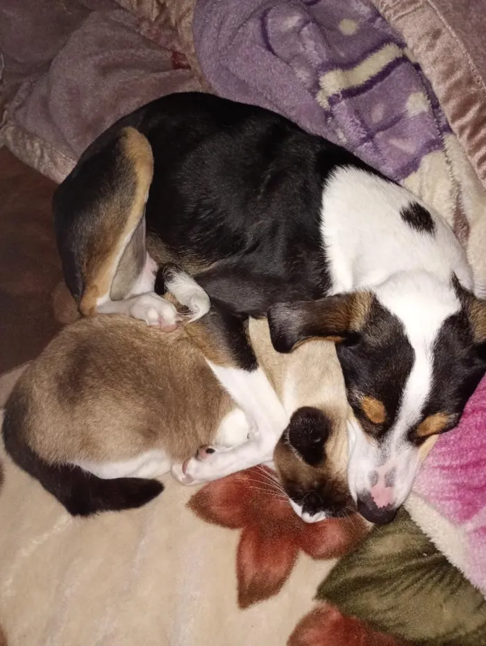 Cachorro raça SRD-ViraLata idade 2 anos nome Max