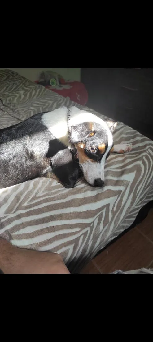 Cachorro raça SRD-ViraLata idade 2 anos nome Max