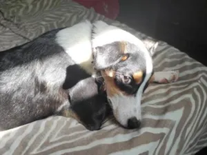 Cachorro raça SRD-ViraLata idade 2 anos nome Max