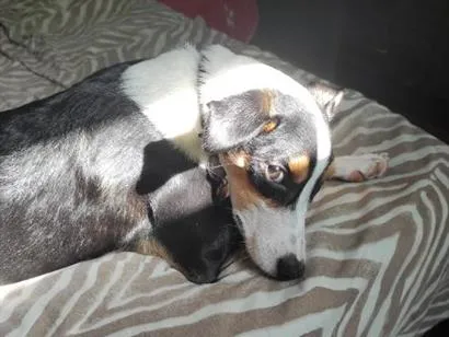 Cachorro raça SRD-ViraLata idade 2 anos nome Max