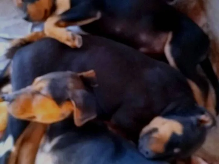 Cachorro raça Rottweiler idade 2 a 6 meses nome Pandora /filhotes
