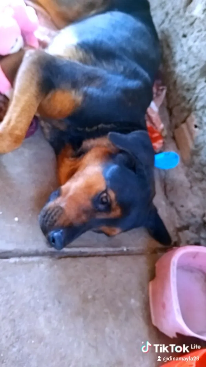 Cachorro raça Rottweiler idade 2 a 6 meses nome Pandora /filhotes