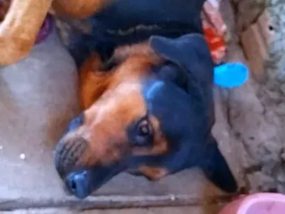 Cachorro raça Rottweiler idade 2 a 6 meses nome Pandora /filhotes