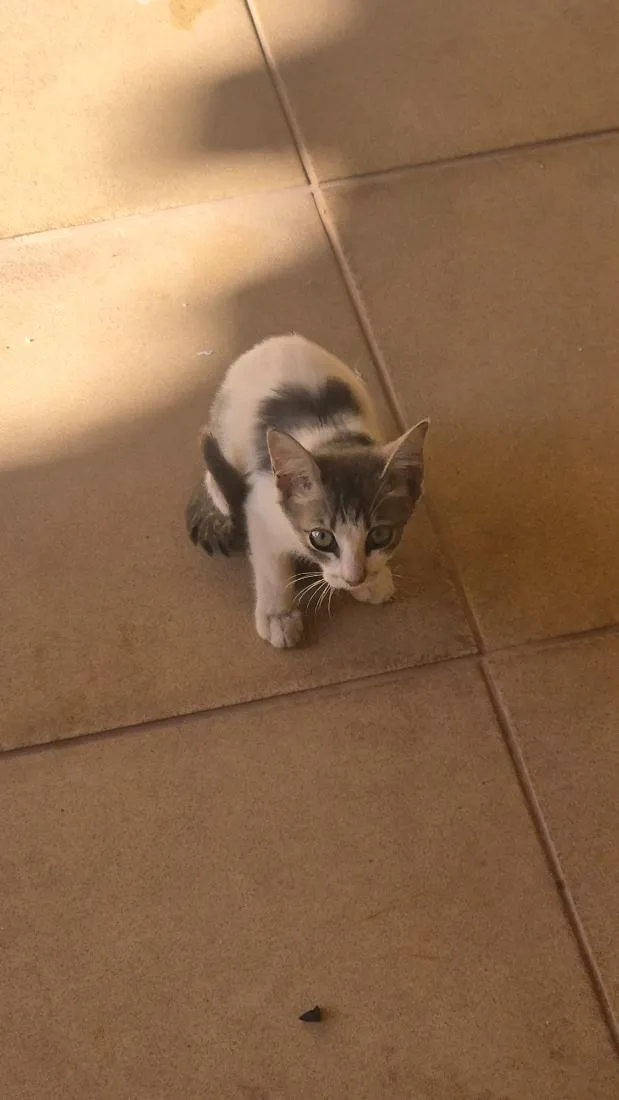 Gato raça SRD-ViraLata idade 2 a 6 meses nome Kocher