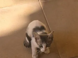 Gato raça SRD-ViraLata idade 2 a 6 meses nome Kocher