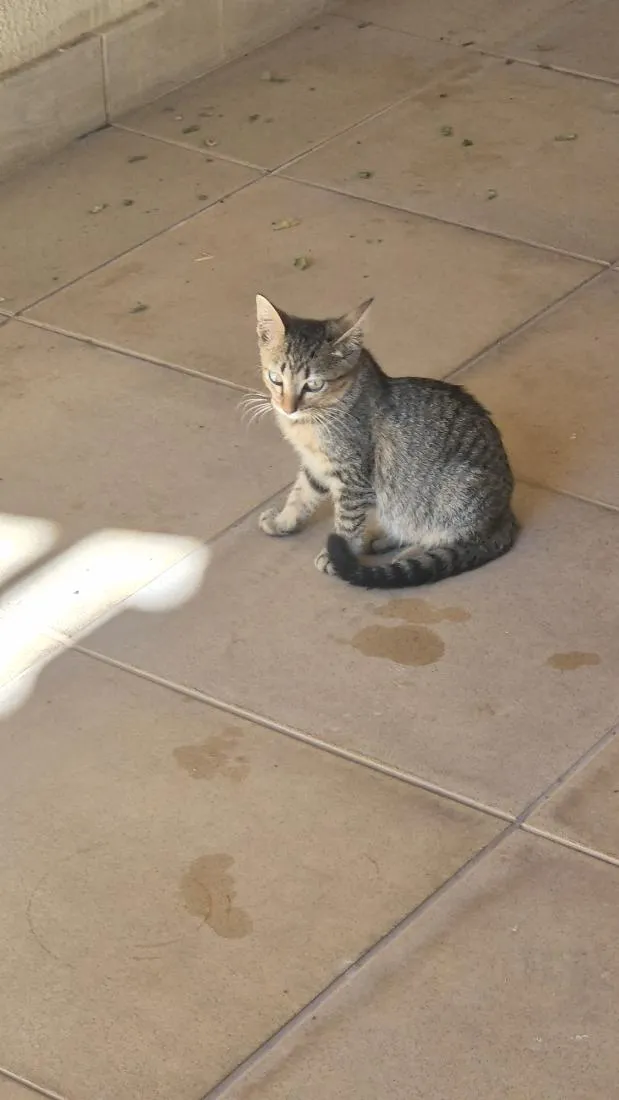Gato raça SRD-ViraLata idade 2 a 6 meses nome Allis